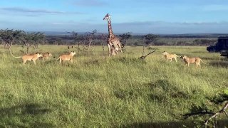 Watch the proud HUNGRY Lion Clan hunt down giraffes and their babies!