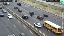 Escaped horses trot down Ohio highway