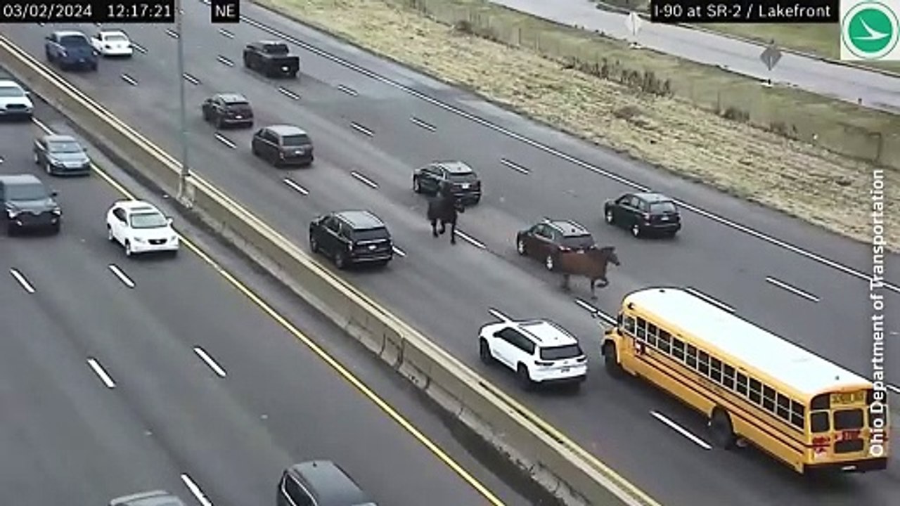 Escaped horses trot down Ohio highway