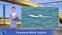 Taiwan Identifies Another Critically Endangered Taiwanese White Dolphin
