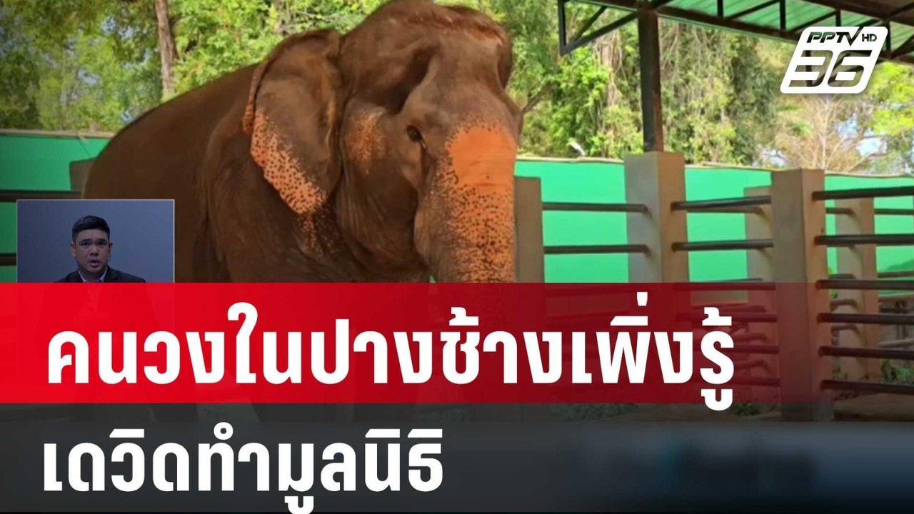 คนวงในปางช้างเพิ่งรู้เดวิดทำมูลนิธิ ยันทำปางช้า...