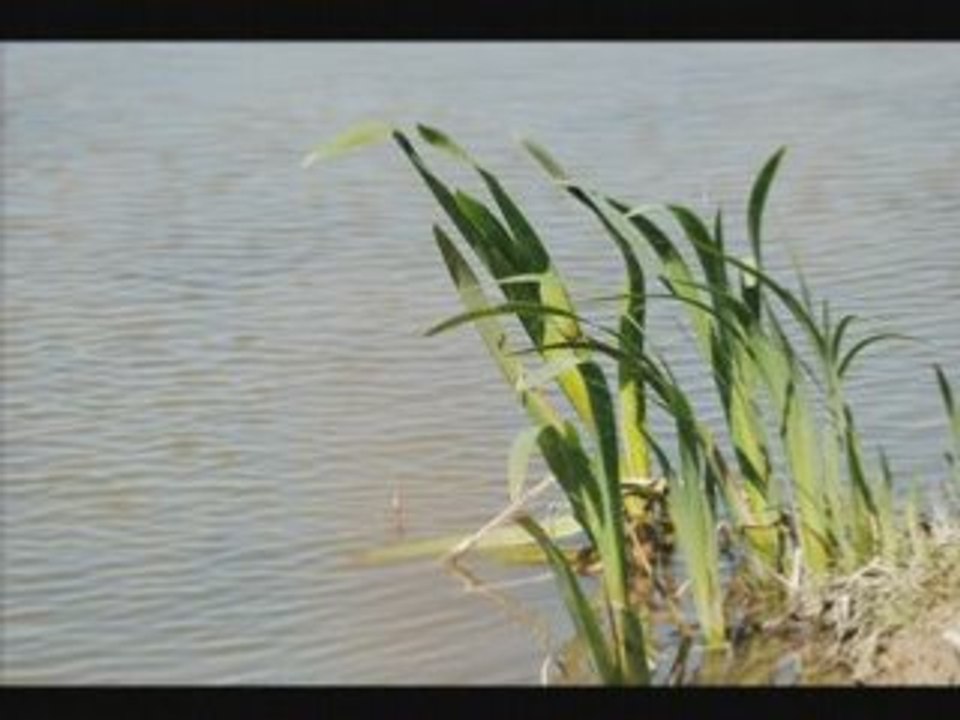 Camargue en avril