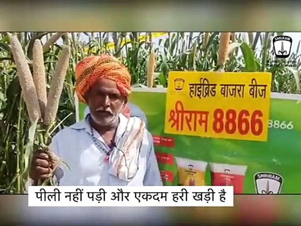 No Fear of Bad Weather, "Shriram 8866" Bajra Farmers are Carefree