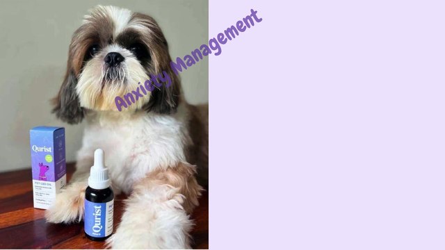 Pet CBD Oil in India | CBD Oil for Dogs & Cats