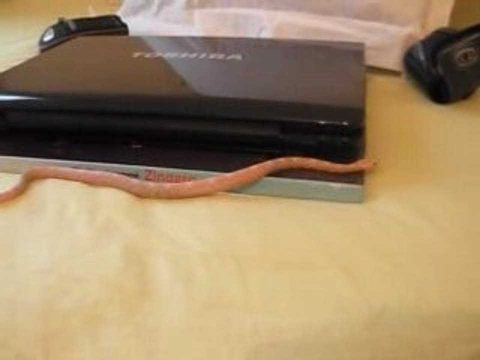 mon serpent accéleration