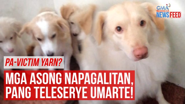 Pa-victim yarn? Mga asong napagalitan, pang teleserye umarte! | GMA Integrated Newsfeed