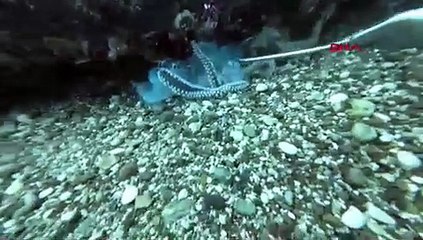 Göç yolundaki denizanaları çıyanların avı oldu