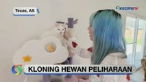 Kloning Kucing, Butuh Waktu 4 Tahun?