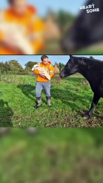 Newborn Meets the Family Horses in Heartwarming Encounter! #incrediblemoments