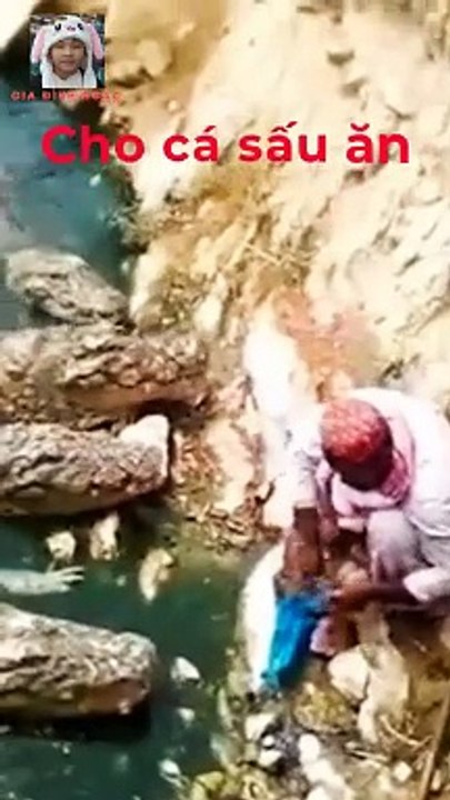 Chil cho cá sấu hoang dã ăn nhìn hấp dẫn