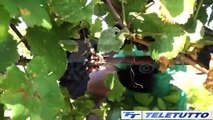 Video News - Agricoltura: stranieri 4 addetti su 10