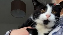 Ce qu'une femme découvre après avoir adopté un chat de 19 ans est très émouvant