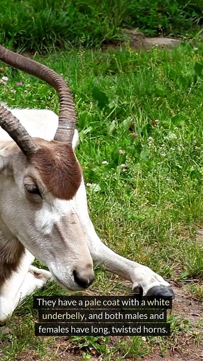 Facts About Addax