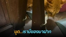 ต้าวเหมียวไปเที่ยวเล่นนอกบ้าน พอขากลับก็เอาของมาฝาก.. ทาสถึงกับร้อง