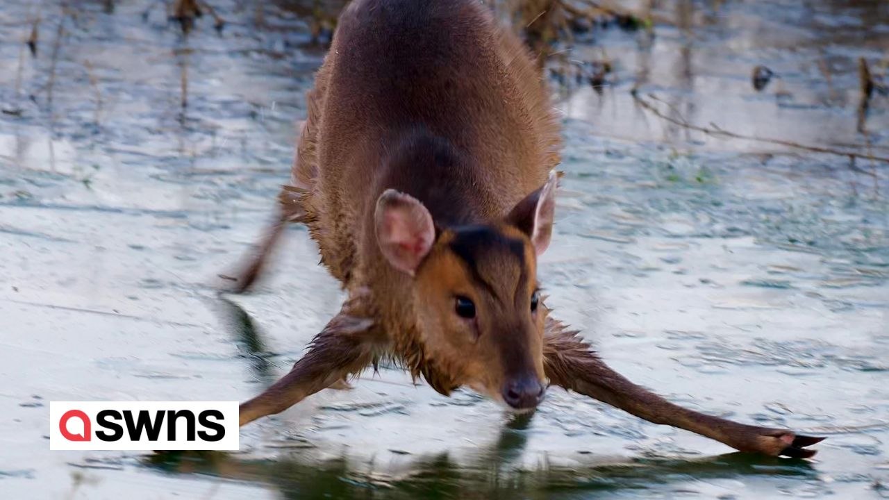 Echter Bambi-auf-Eis-Moment, mit der Kamera festgehalten