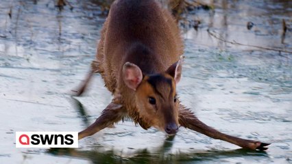 Echter Bambi-auf-Eis-Moment, mit der Kamera festgehalten