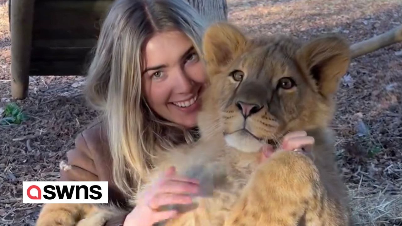Frau kuschelt mit einem Löwenbaby, das sie großgezogen hat
