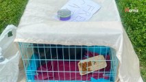 Trova un gatto abbandonato in una gabbia: le due parole scritte frettolosamente le fanno venire i brividi
