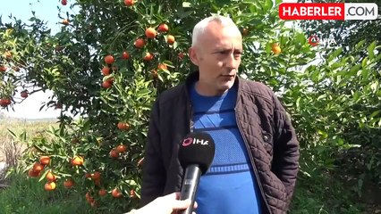 Adana'da para etmeyen narenciye bahçede kaldı