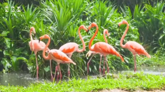 Best relaxation film Beautiful Nature with most charming nature & relaxation music