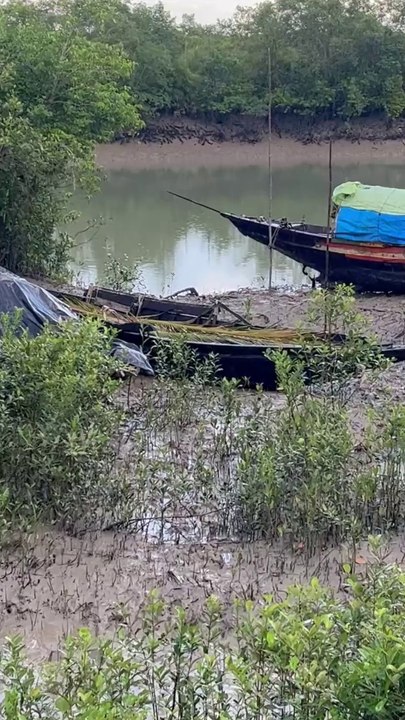 We all ran away when we suddenly heard the call of a tiger in the Sundarbans