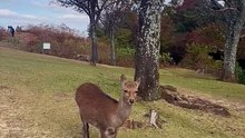 cute japanese deer