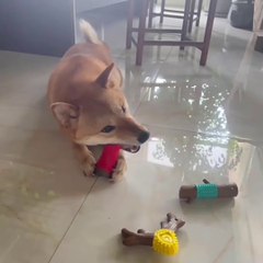 Wholesale Durable Pet Chew Toys For Dogs | Eco-Friendly Dental Health Bamboo Stick With TPR | Factory Direct