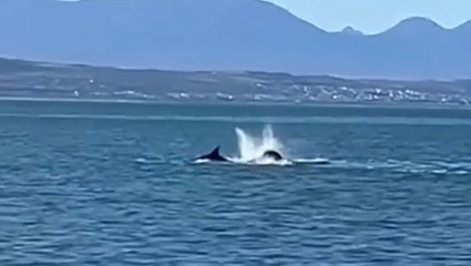 Watch killer whale hunt and eat great white shark in ‘astonishing’ two-minute attack