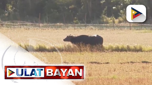 DA, positibong magiging masigla ang produksiyon ng palay sa gitna ng El Niño