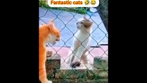 funny video #viral #viral #viral #funnyvideo #cat #video #viral