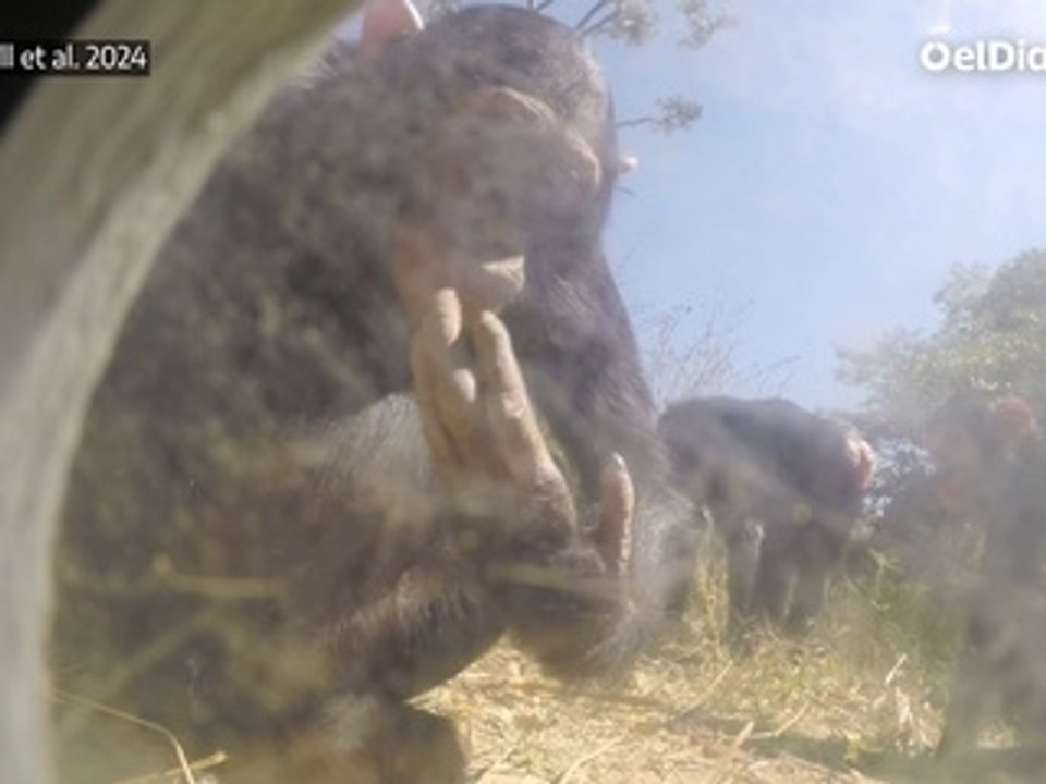 Experimento para comprobar la transmisión de instrucciones entre chimpancés