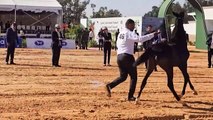 مسابقة جمالية للخيول العربية الأصيلة في ليبيا تقفز فوق حواجز الانقسامات