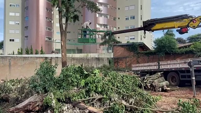 Defesa Civil em ação: Resgate de enxame de abelhas em árvore a cinco metros de altura