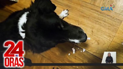 Passport ni Kuya Kim, nginatngat ng alaga niyang aso | 24 Oras