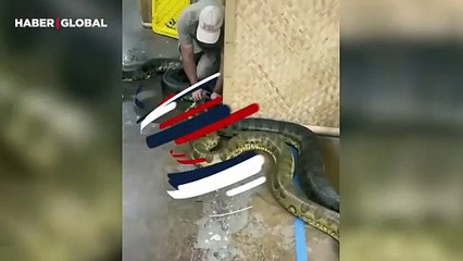 Canlı yayında devasa anakondanın derisini sıyıran adam tüyler ürpertti