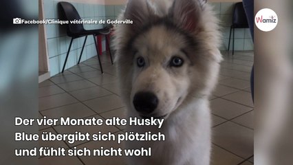 Husky muss sich erbrechen: Tierarzt völlig baff, als er den Ultraschall sieht