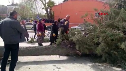Seçim çalışmasında üzerine ağaç devrilen başkan adayının ayağı kırıldı
