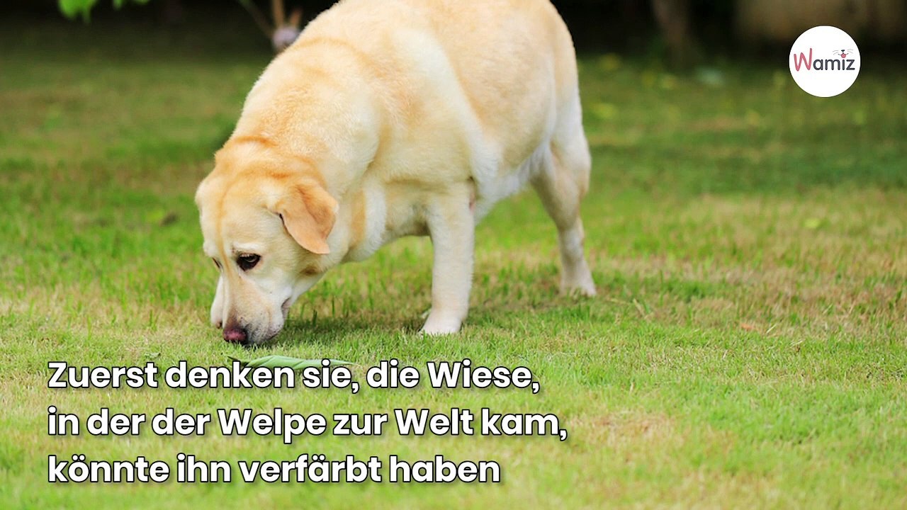 Bauer sieht neugeborenen Labrador und kriegt es mit der Angst zu tun: „Außerirdisch!“