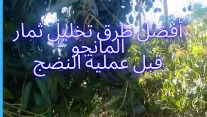 لمانجو المتساقط!  طريقة تحويلها  مخلل لذيذ!#ثمار-مانجو