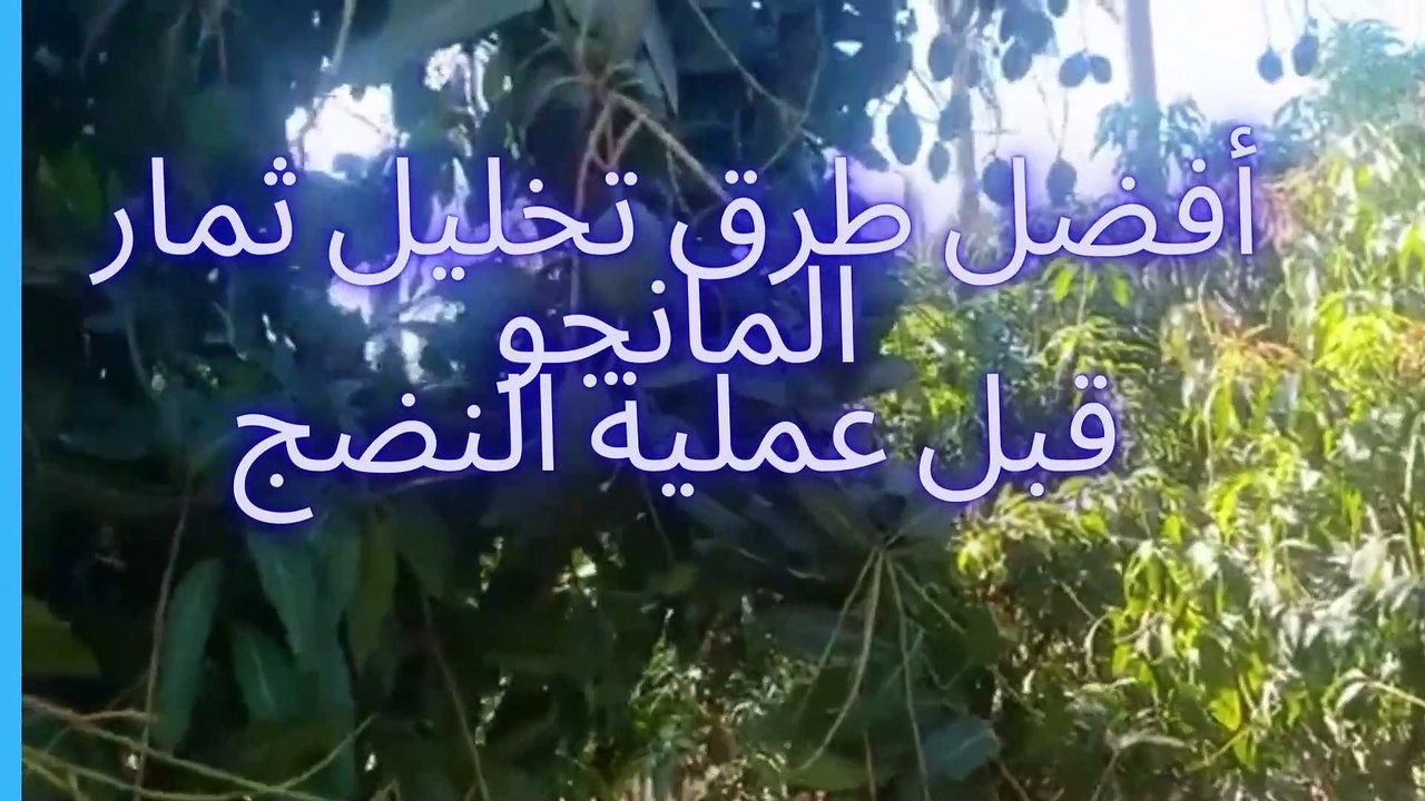 لمانجو المتساقط!  طريقة تحويلها  مخلل لذيذ!#ثمار-مانجو