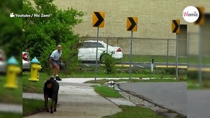 Dobermann jagt Postbote – Das dramatische Video, das Hollywood-Niveau erreicht 🐕