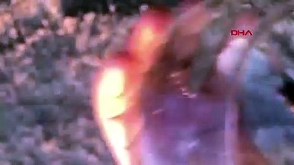 Sivri burun Şanlıurfa'da görüntülendi! 2 gram ağırlığında 5 santim boyunda