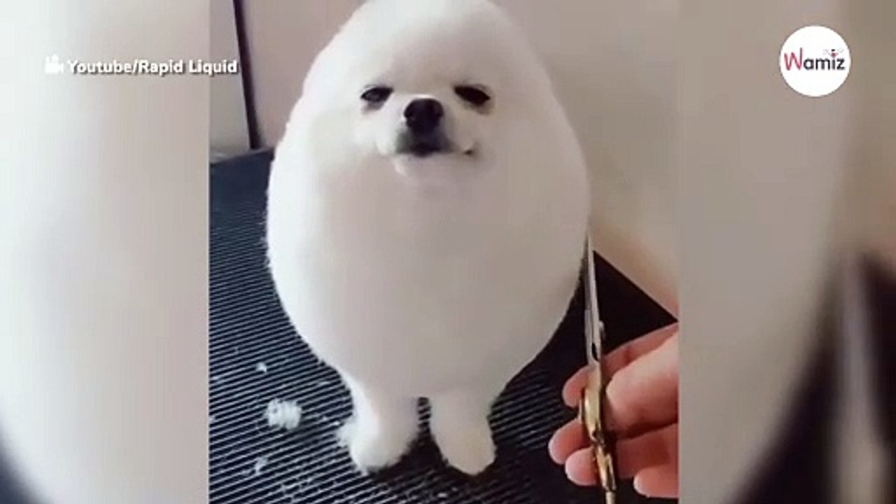 Pomeranian muss zum Frisör: Minuten später flippen Millionen über das Ergebnis aus!