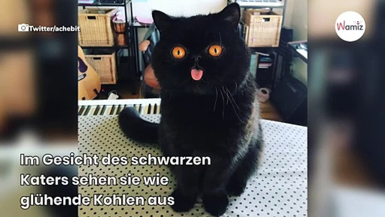 Süß oder dämonisch? Vielen gefriert bei dieser Katze das Blut in den Adern