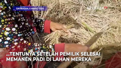 Begini Wajah Para Ibu yang Mengais Sisa Padi dari Panen Sawah Orang Lain
