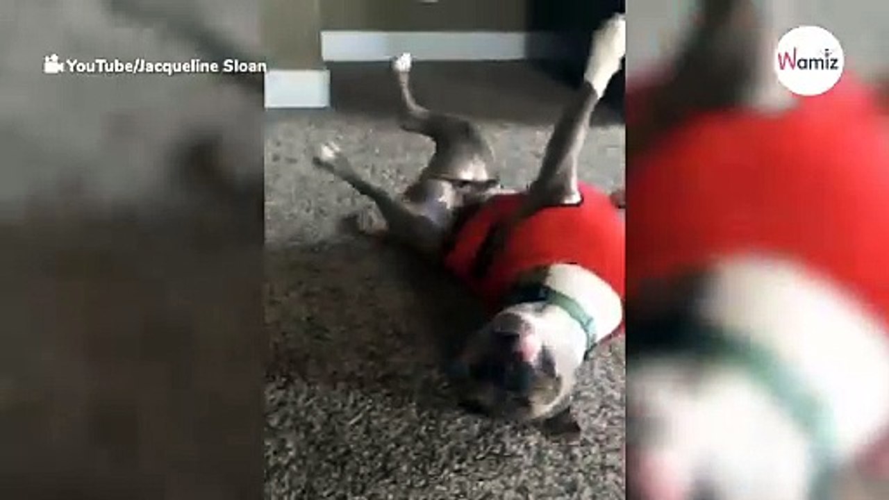 Mädchen tanzt im Kinderzimmer: Plötzlich kommt ein Pitbull dazu (Video)