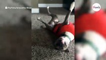 Mädchen tanzt im Kinderzimmer: Plötzlich kommt ein Pitbull dazu (Video)