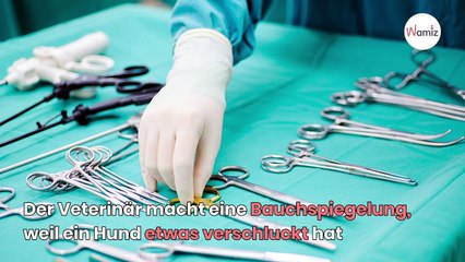 Tierarzt operiert Schäferhund und macht den komischsten Fund seiner Karriere