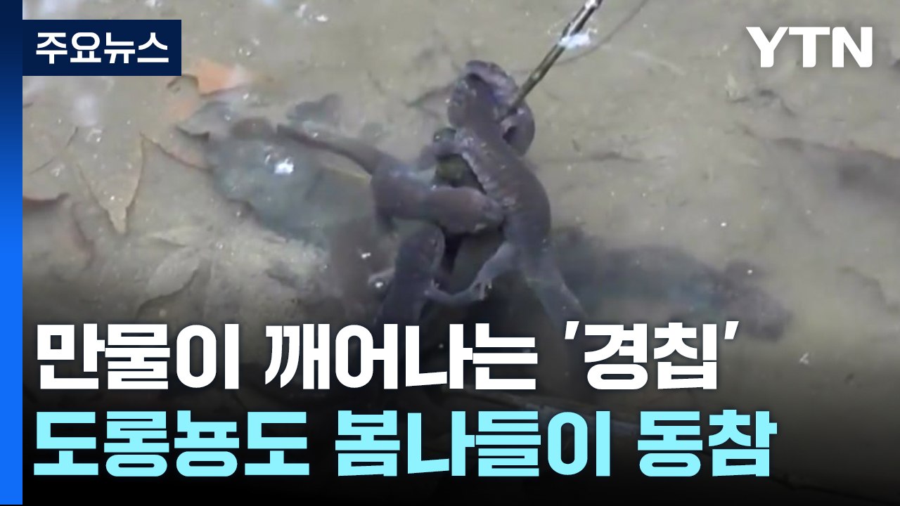 포근한 경칩, 큰산개구리· 도롱뇽 깨어나고 봄꽃 활짝 / YTN