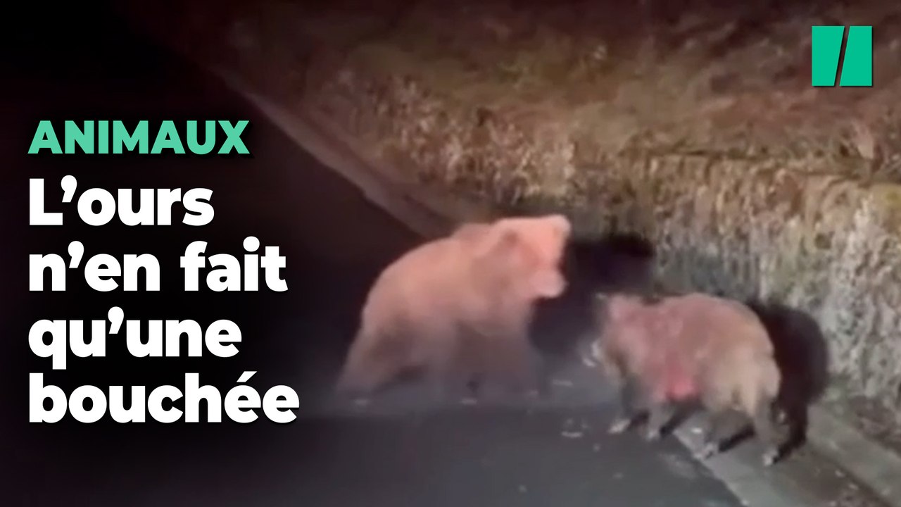 Un jeune ours dévore un sanglier au bord d’une route des Pyrénées